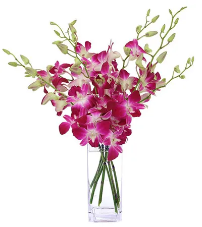 6 Pink Orchids in a Vase